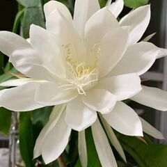 月下美人70センチ位の画像