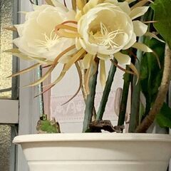 月下美人70センチ位の画像