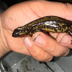 送料着払い激レア希少！美麗金箔シリケンイモリCB個体即決4800の画像