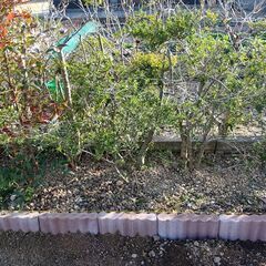 砂利安価（１㎏１０円）で譲りますの画像