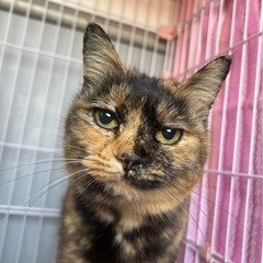 ウィルス検査陰性　人馴れしてるさび猫ちゃん