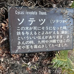 蘇鉄の実の画像