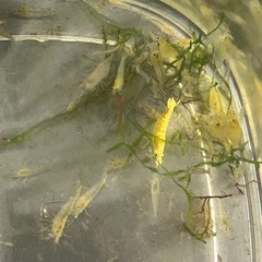 チェリーシュリンプの画像