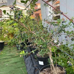 ブルーベリーの木の画像