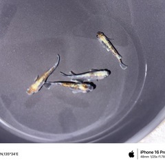 めだか　天照三色　1匹　1000円‼️の画像