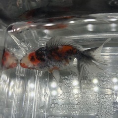 国産　埼玉県産　ドラゴンスケール琉金　当歳(明け二歳)　５〜６cmくらい　金魚　観賞魚 の画像