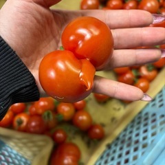 ミディートマト🍅の画像