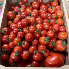 ミディートマト🍅の画像