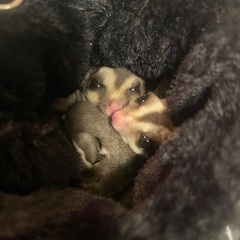 フクロモモンガの1歳と7ヶ月の男の子と女の子