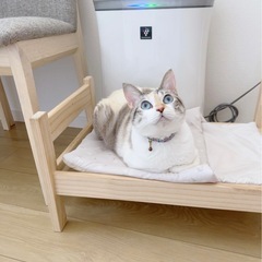 ブルーアイ女王👸びびりだと一途小柄キジ🤍