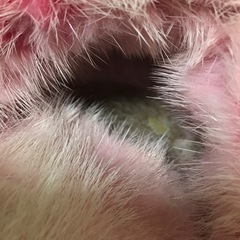 激レア 正規品 ルイヴィトン ミンクファー ルームシューズ スリッパ ピンク 約23cmの画像