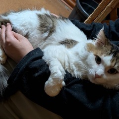 抱っこ大好き長毛三毛♂ - 猫