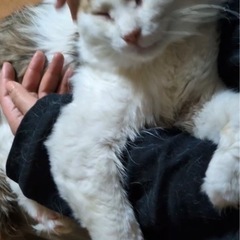 抱っこ大好き長毛三毛♂ - 里親募集