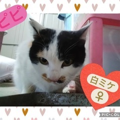 避妊済☆3歳ぐらい白ミケの♀