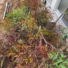 南天の木
の画像