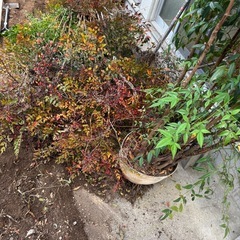 南天の木
の画像