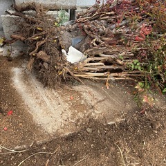 南天の木
の画像