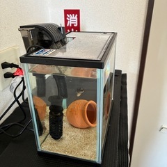 本日限定⑦水槽3点セットの画像