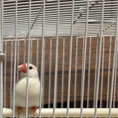 白文鳥のオス1歳2ヶ月～返して頂く前に退会されました