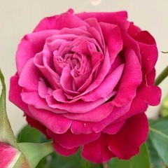 珍しい品種の切りバラ薔薇用大苗”プライムチャ－ム”の画像