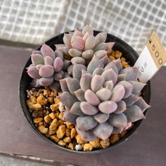 多肉植物    ⑤の画像