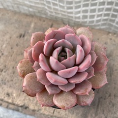 多肉植物    ⑤の画像