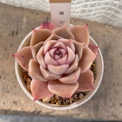 多肉植物    ⑤の画像