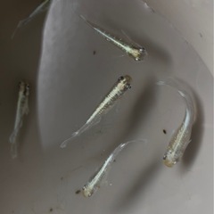 メダカ　エメキン6匹の画像