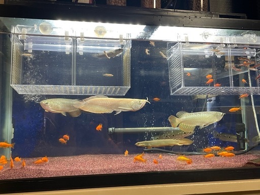 アルシル等 熱帯魚