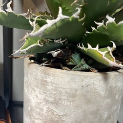 アガベチタノタナンバーワンの画像