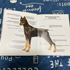 ジャーマンピンシャー　　german pinscherの画像