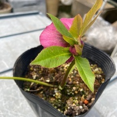 クリスマスローズ　赤ダブルの画像