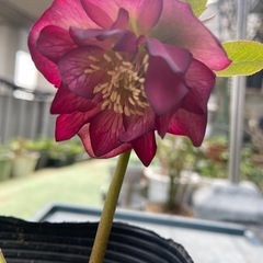 クリスマスローズ　赤ダブルの画像