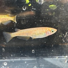 メダカ オレンジラメ🧡 2ペア＋メスの画像