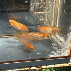 メダカ 紅帝ラメ 2ペアの画像