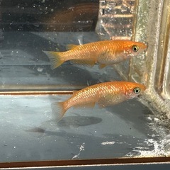 メダカ 紅帝ラメ 2ペアの画像