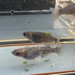 メダカ 白心龍🐉 1ペア＋メス 1セット限定の画像