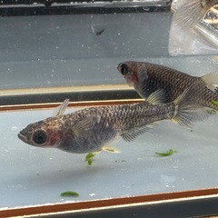 メダカ 白心龍🐉 1ペア＋メス 1セット限定の画像