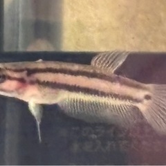 マクロストマ稚魚。の画像