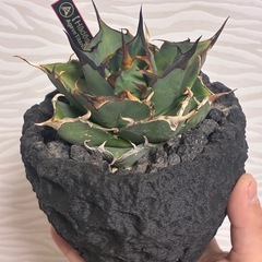 ハデス直子株発根済みの画像