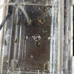 金魚の稚魚（琉金）　5匹＋おまけ1匹の画像