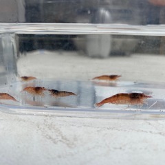 レッドチェリーシュリンプ
の画像