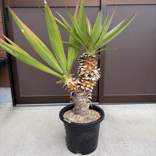 ユッカ・グロリオサ 2ヘッドダブルヘッド (はるせ) 銚子の家庭用品