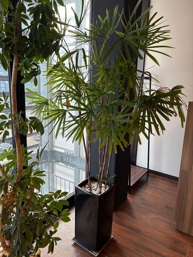 観葉植物（シュロ竹系）鉢付き 鉢高さ約52cm