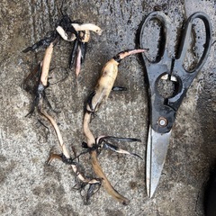 水生植物  
蓮根の画像