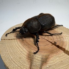 ②D.Hヘラクレスオオカブト新成虫　ペアの画像