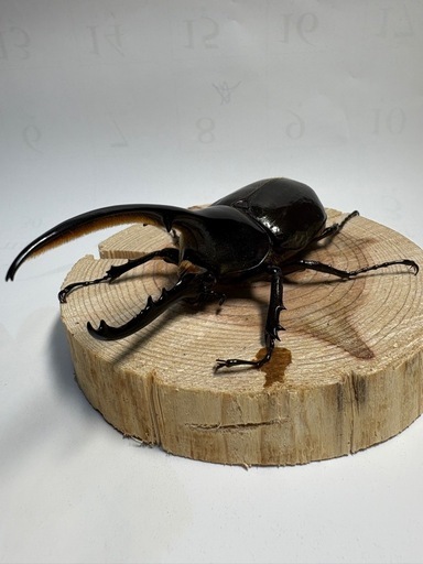 ②D.Hヘラクレスオオカブト新成虫ペア (メタボ) 剛志のその他の中古