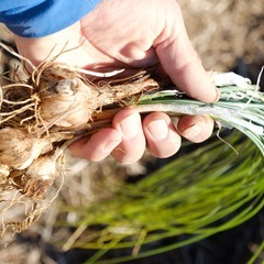 さとやま御膳　〜里山の恵みを自ら摘み、味わう食体験イベント〜