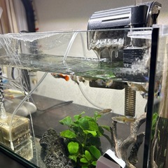 グッピーの画像