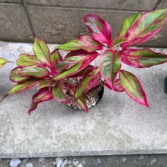 植物　アグラオネマ　赤系　①の画像